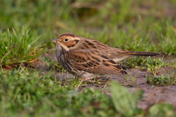 Little Bunting