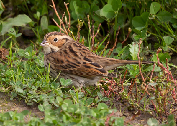 Little Bunting