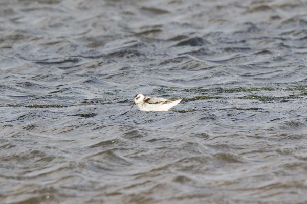 Grey Phalarope