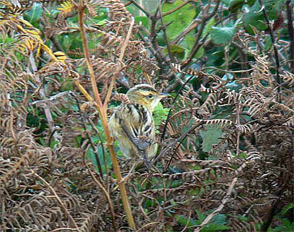 Aquatic Warbler