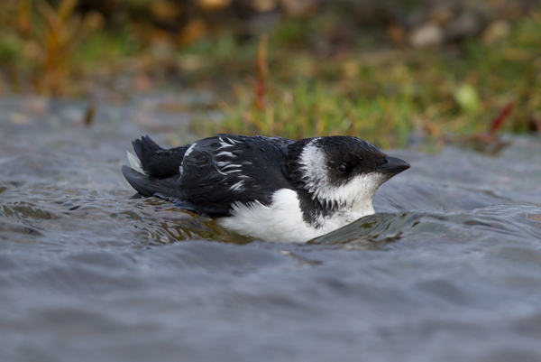 Little Auk