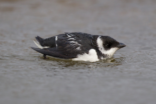 Little Auk