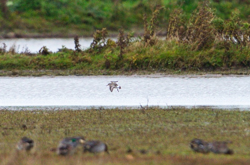 White-rumped Sandpiper