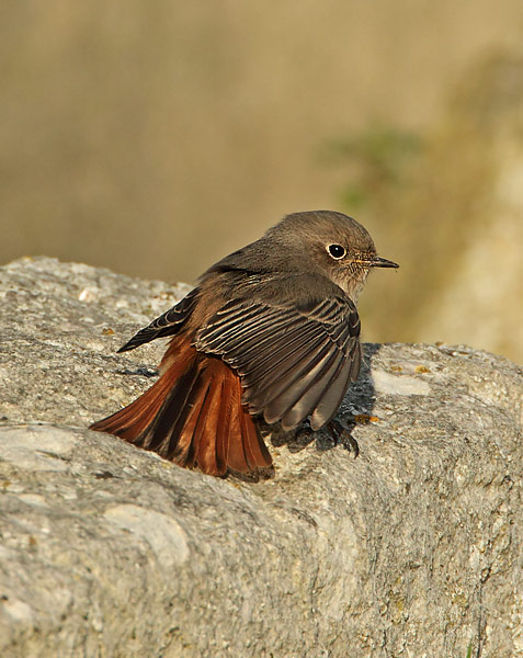 Black Redstart