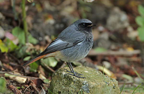 Black Redstart