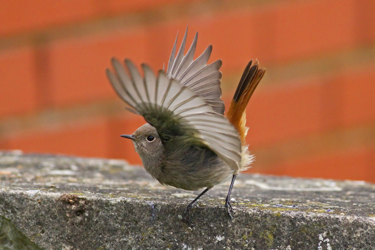 Black Redstart