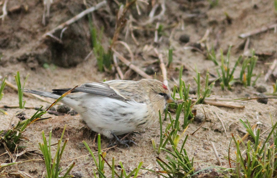 Hornemann's Arctic Redpoll