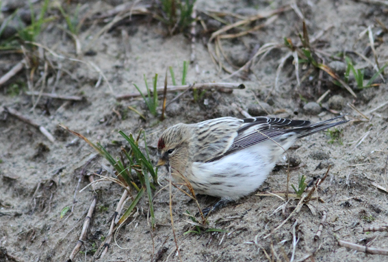 Hornemann's Arctic Redpoll