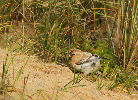 Hornemann's Arctic Redpoll