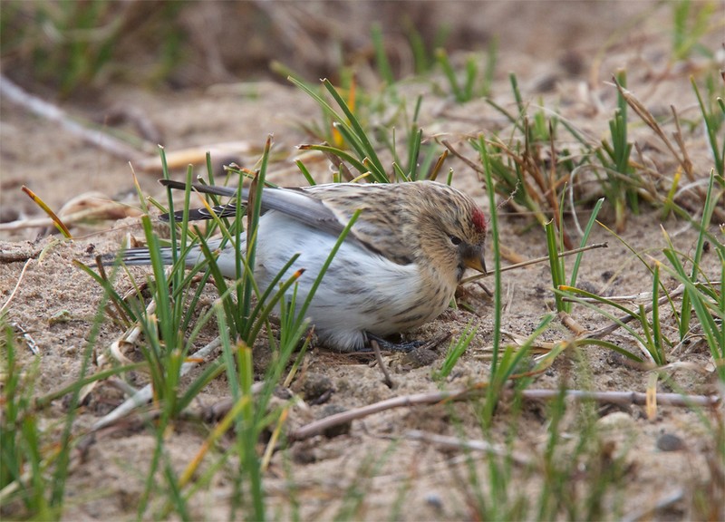 Hornemann's Arctic Redpoll