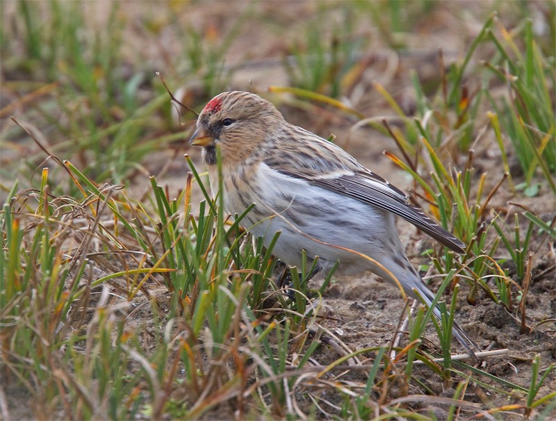 Hornemann's Arctic Redpoll