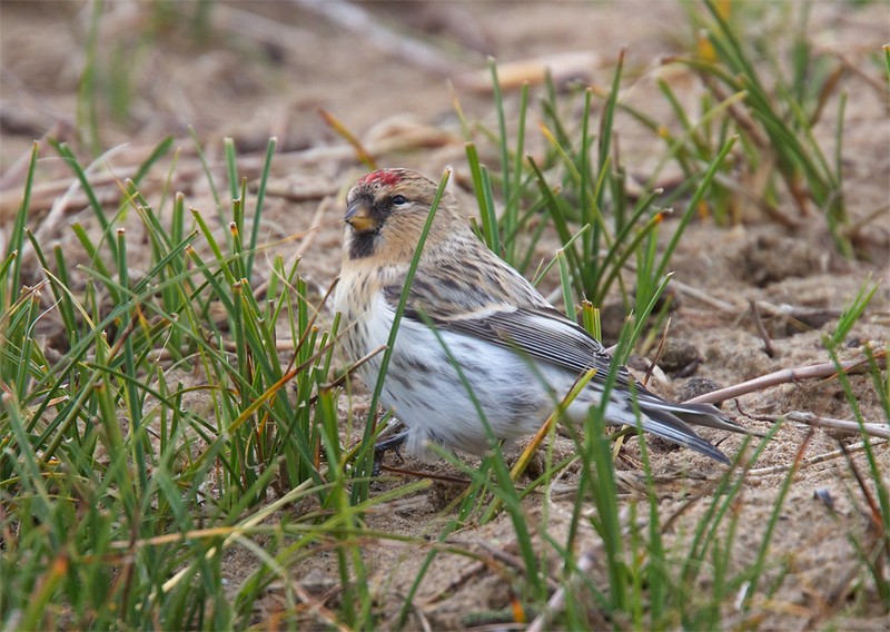 Hornemann's Arctic Redpoll