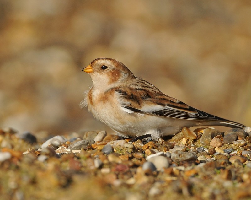 Snow Bunting