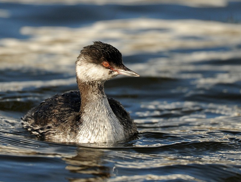 Slavonian Grebe