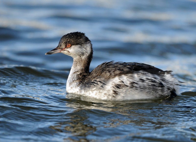 Slavonian Grebe
