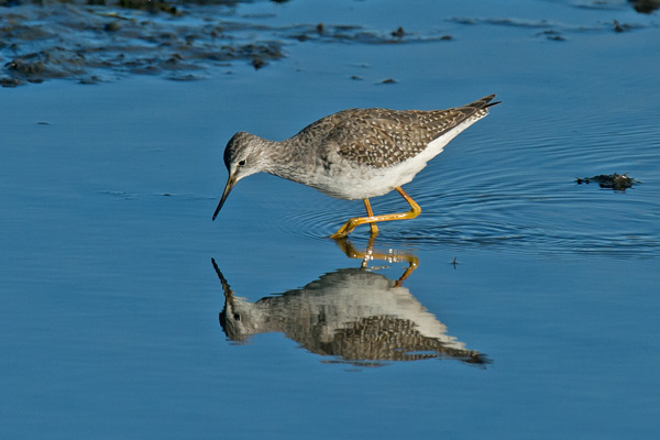 Lesser yellowlegs