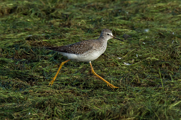 Lesser Yellowlegs