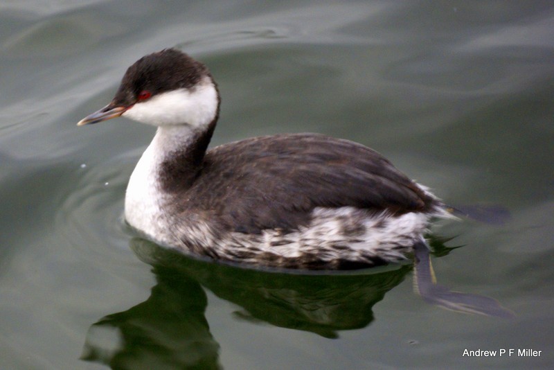 Slavonian Grebe