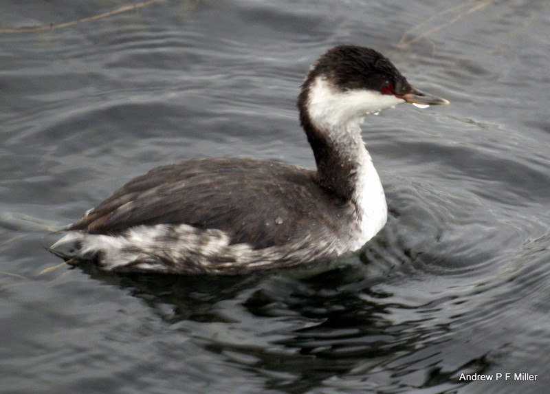 Slavonian Grebe