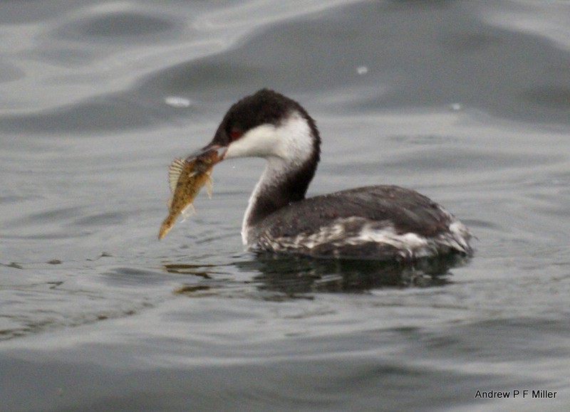 Slavonian Grebe