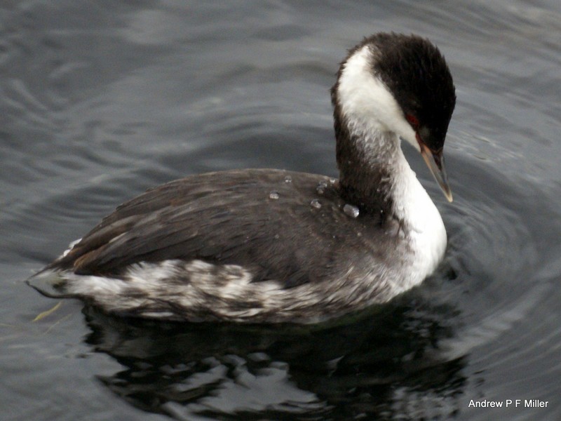 Slavonian Grebe