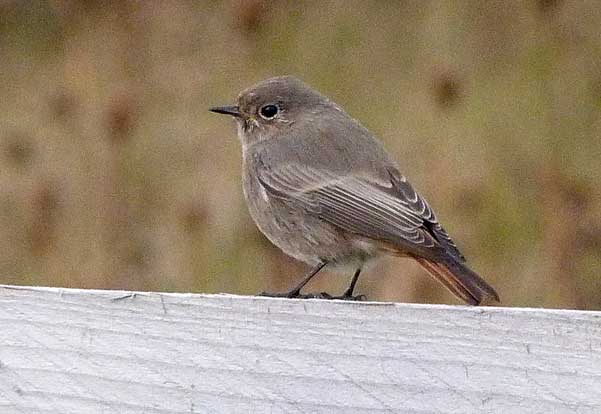 Black Redstart