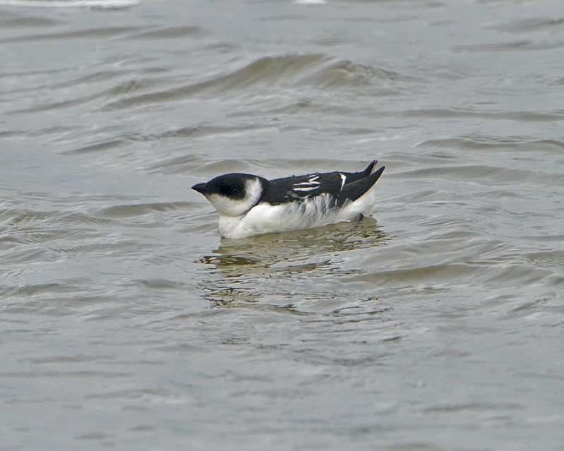 Little Auk