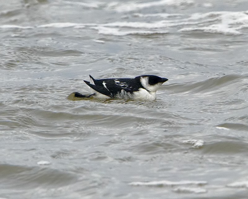 Little Auk