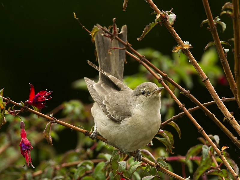 Barred Warbler