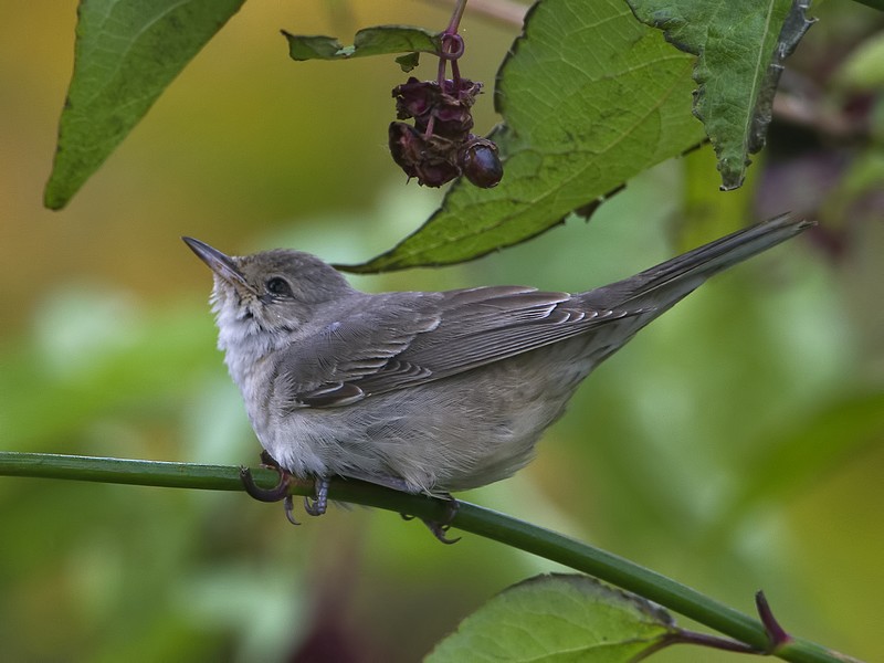 Barred Warbler