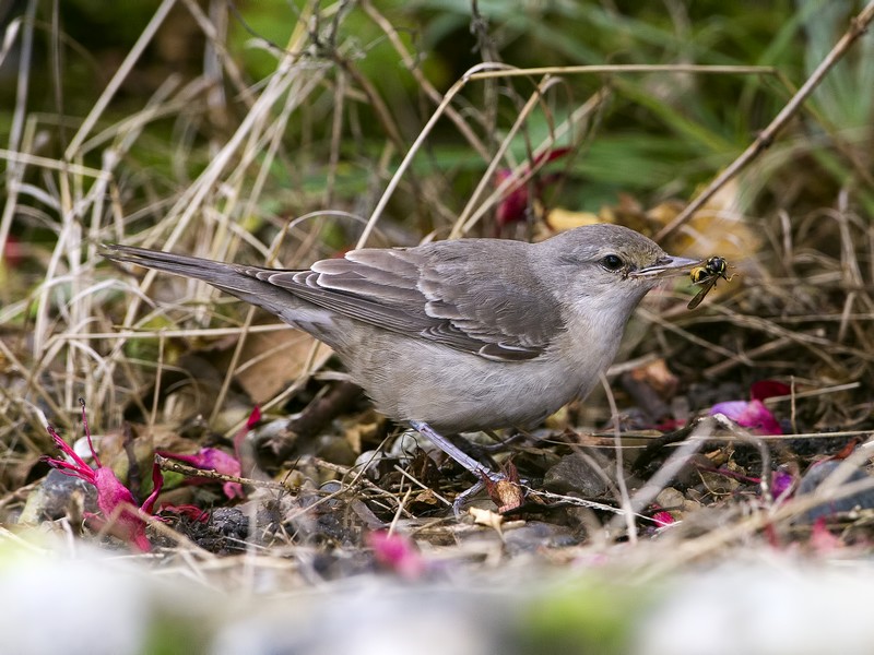 Barred Warbler