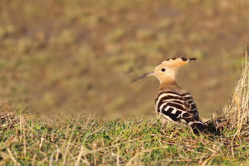 Hoopoe