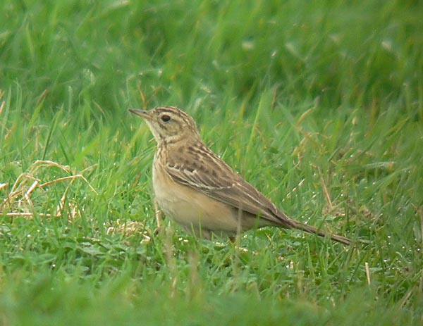 Blyth's Pipit