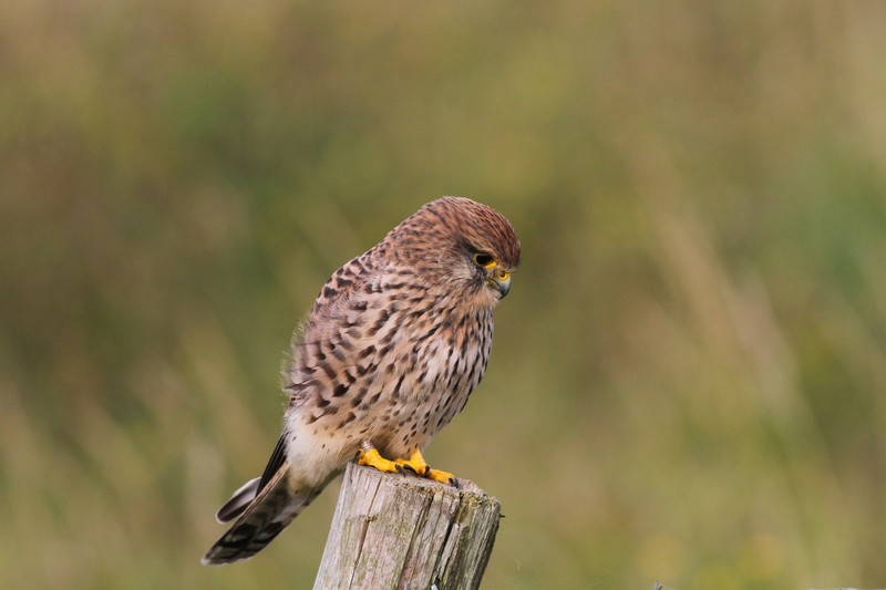 Kestrel