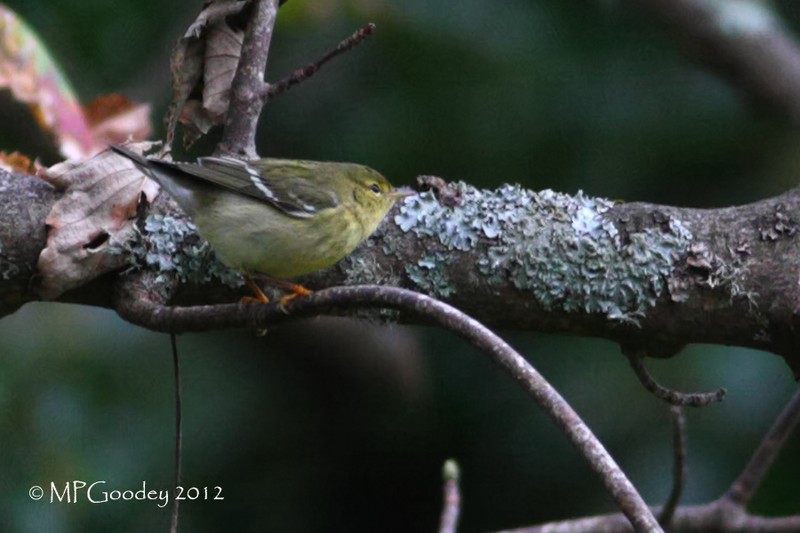 Blackpoll Warbler