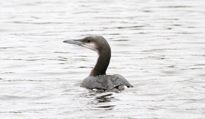 Black-throated Diver