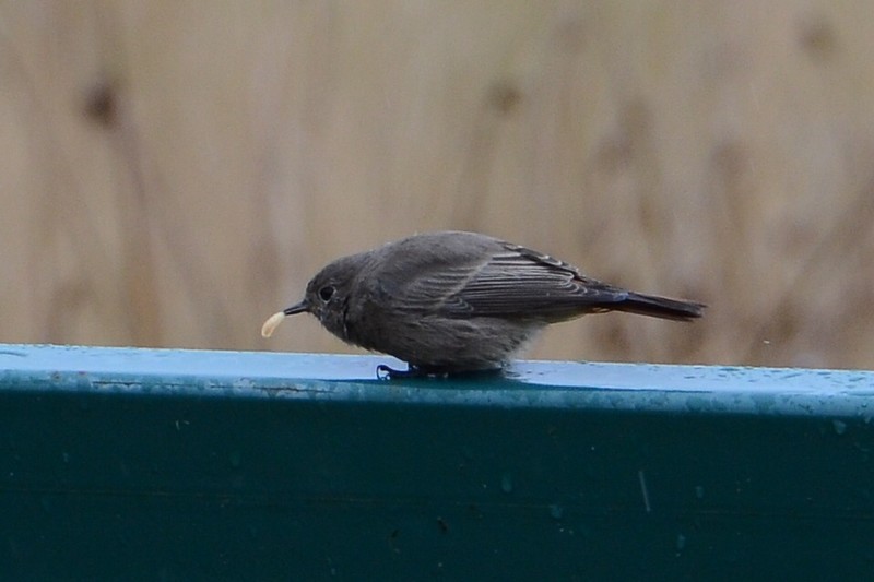 Black Redstart