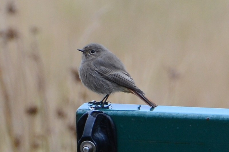 Black Redstart