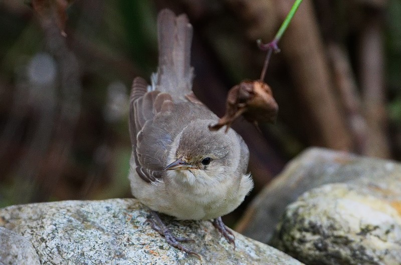 Barred Warbler