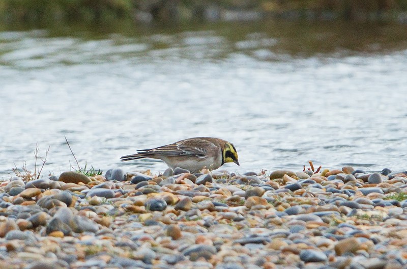 Shorelark