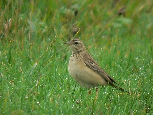 Blyth's Pipit