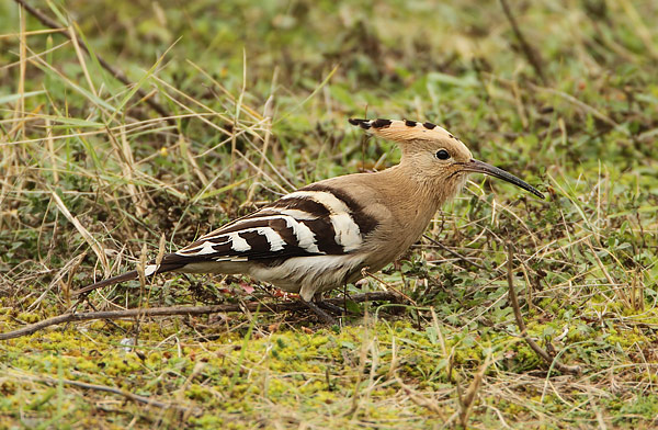 Hoopoe