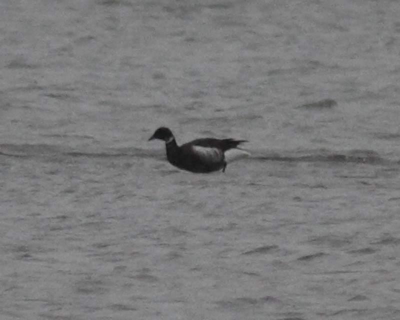 Black Brant