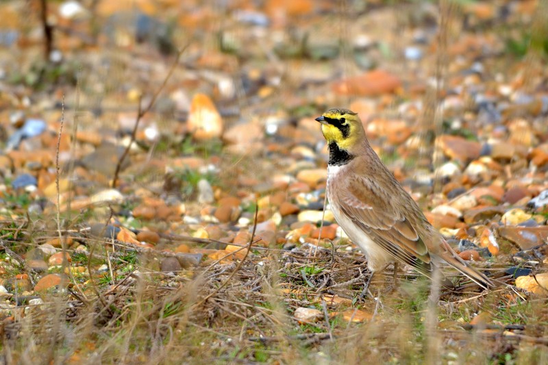 Shorelark