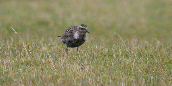 American Golden Plover