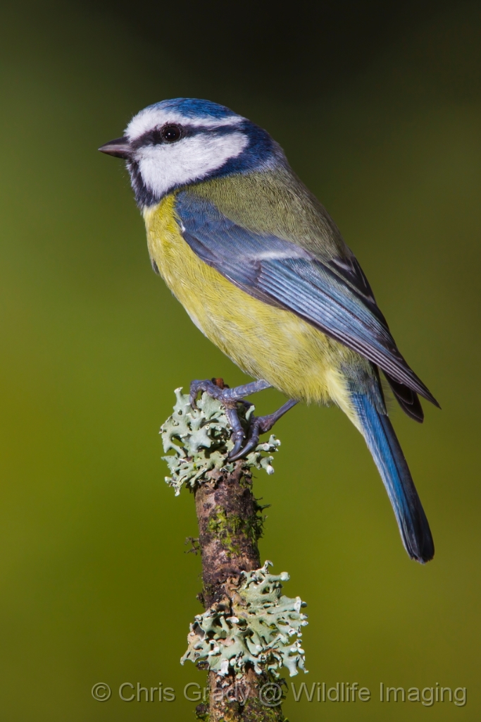 Blue Tit