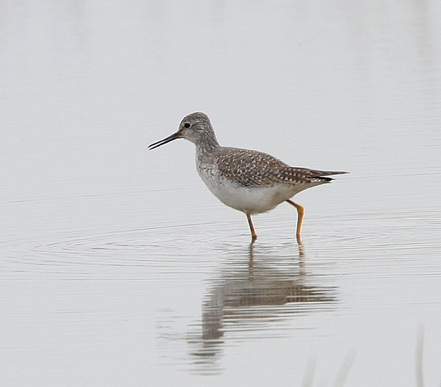 Lesser Yellowlegs