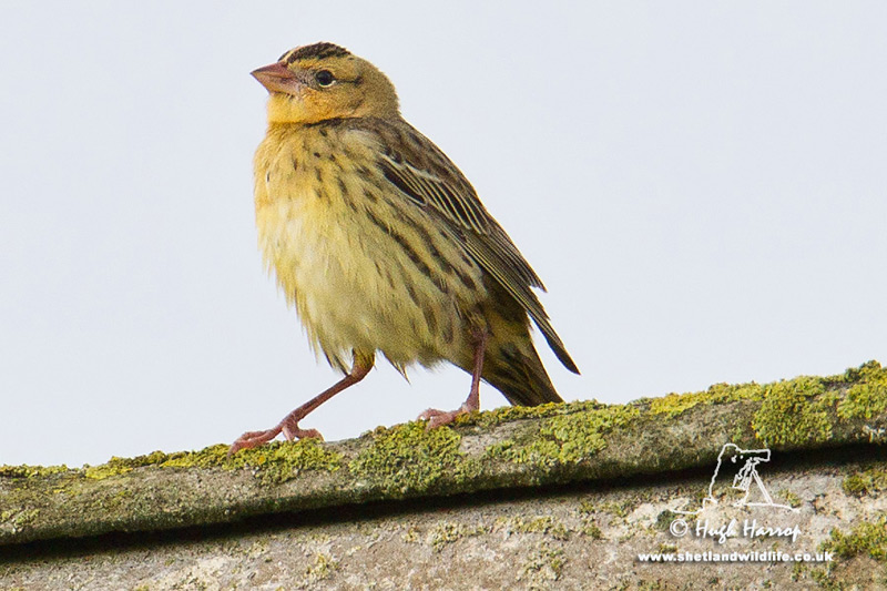 Bobolink