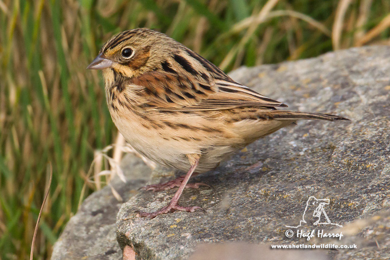 Chestnut-eared Bunting