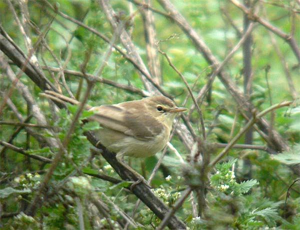 Booted Warbler